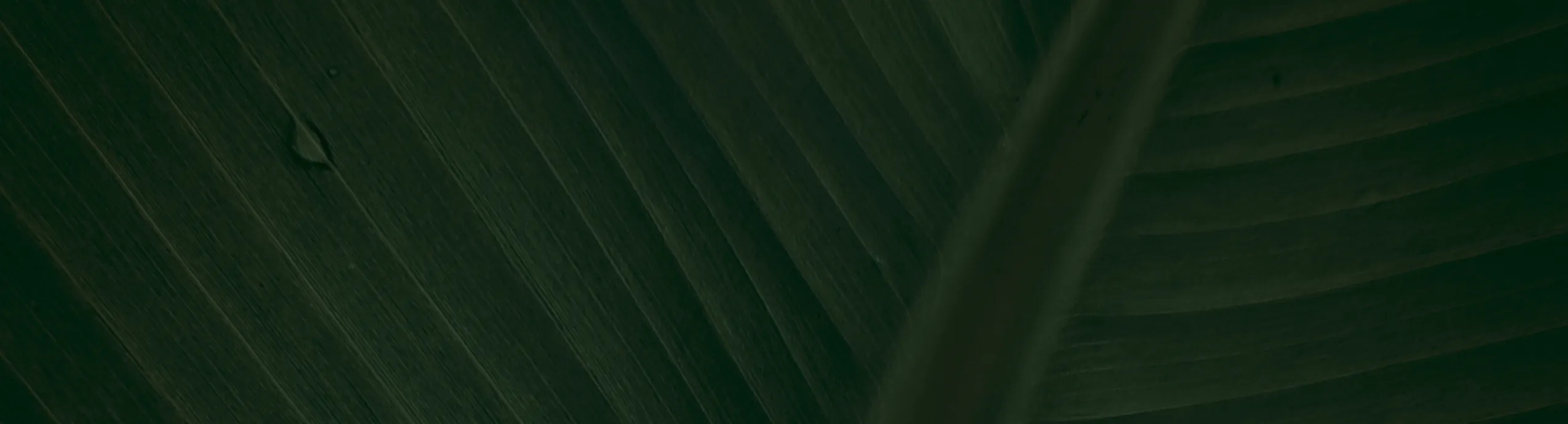 hero-image_optimized Alpine Goats for Sale