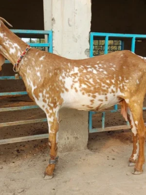 019947f8e84c3cc2a3334f326416ac93 Beetal Goats for Sale