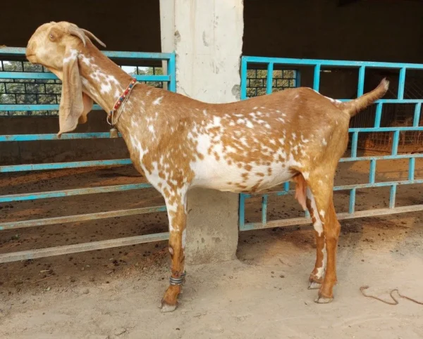 Beetal Goats for Sale