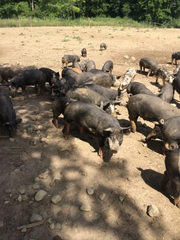 Berkshire Pigs for Sale