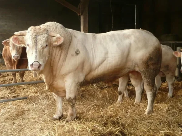 Charolais cattle for sale