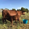 0ac10f9fb7fdfe86f1f72e6359c01b5f Red Poll Cattle for sale