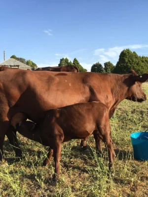Red Poll Cattle for sale