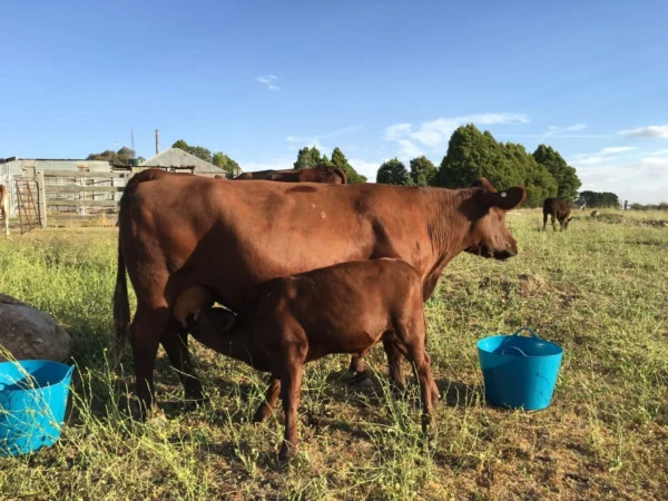 0ac10f9fb7fdfe86f1f72e6359c01b5f Red Poll Cattle for sale