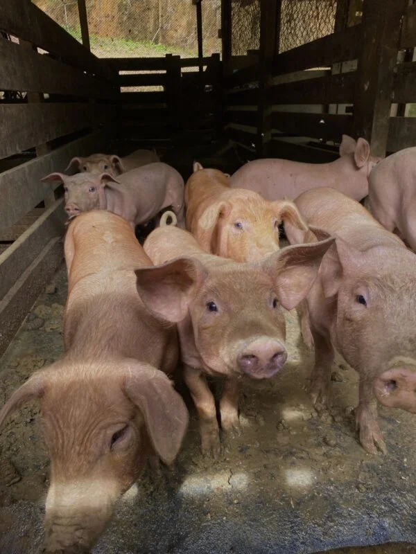 Yorkshire Pigs for Sale