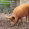 Tamworth Pigs for sale