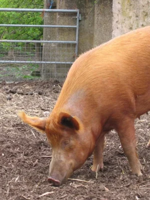 Tamworth Pigs for sale