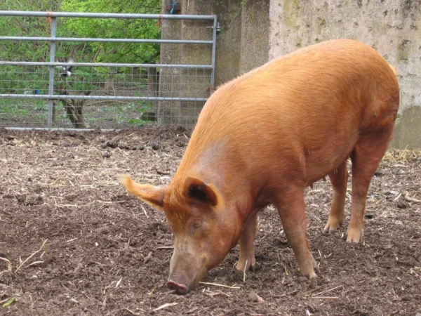 Tamworth Pigs for sale
