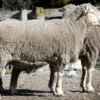 Merino Sheep for Sale