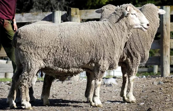Merino Sheep for Sale