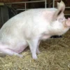 Chester White Pigs for Sale