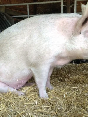 1bd020a6c90e869f337babb1f48fe492 Chester White Pigs for Sale