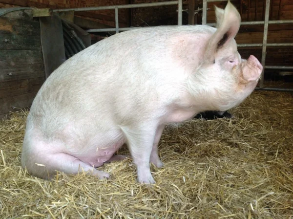 Chester White Pigs for Sale