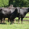 2042f3fab34e9bc3d6b070e0a740e4a4 Angus Cattle for Sale