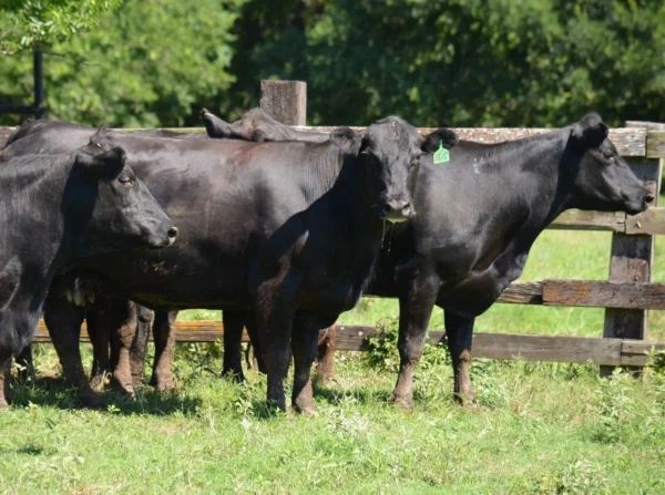 2042f3fab34e9bc3d6b070e0a740e4a4 Angus Cattle for Sale