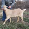 LaMancha Goats for Sale