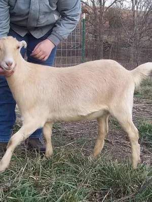 LaMancha Goats for Sale
