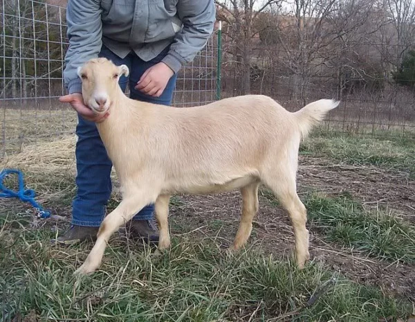 LaMancha Goats for Sale