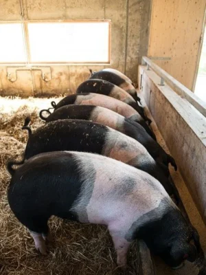 Hampshire Pigs For Sale