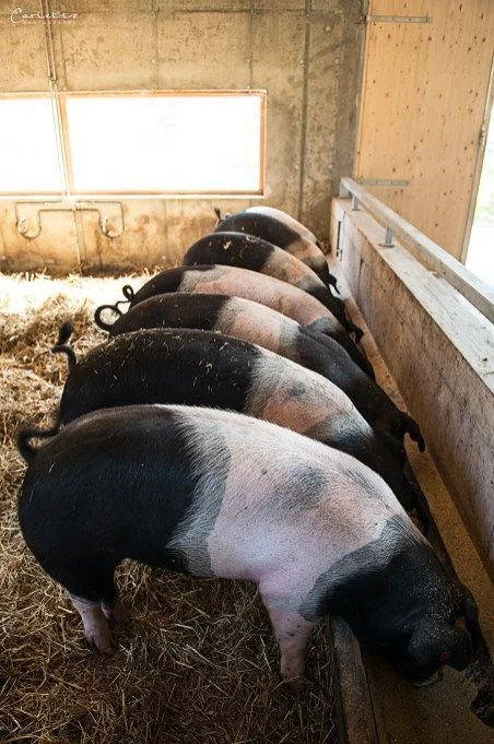 Hampshire Pigs For Sale