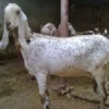Beetal Goats for Sale