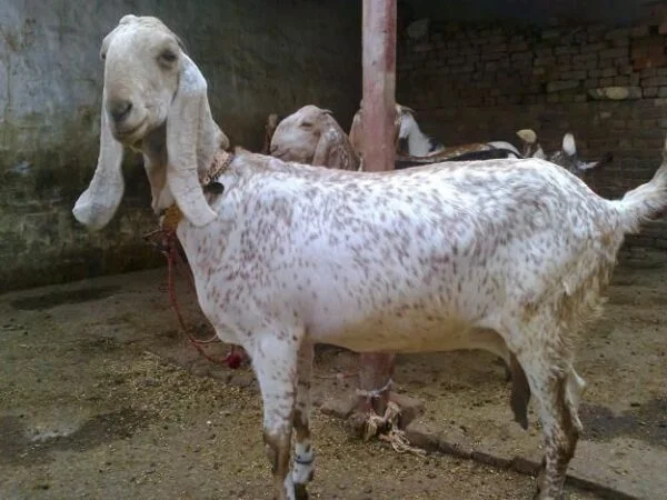 Beetal Goats for Sale
