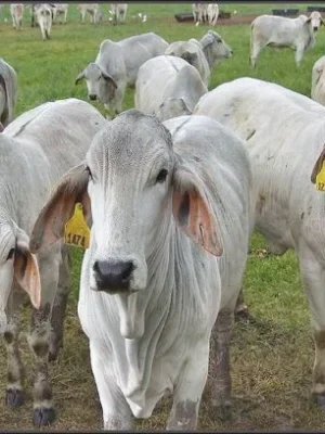 21e88918d3f747638098f016a2523179 Brahman Cattle For Sale