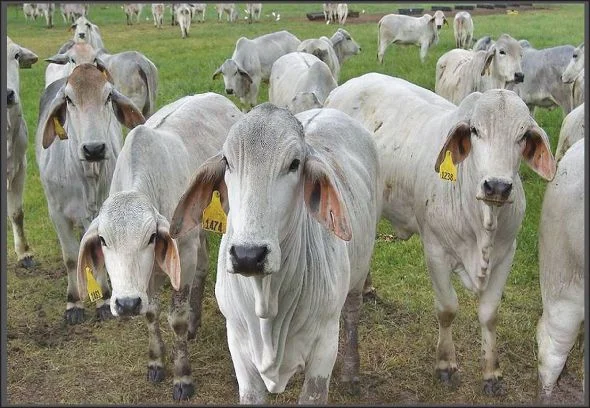 Brahman Cattle For Sale