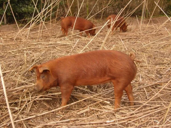 Duroc Pigs for Sale