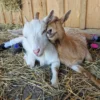 Nigerian Dwarf Goats for Sale