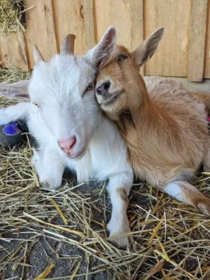 Nigerian Dwarf Goats for Sale