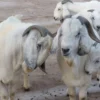 Savanna Goats For Sale