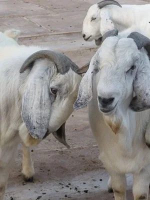 Savanna Goats For Sale