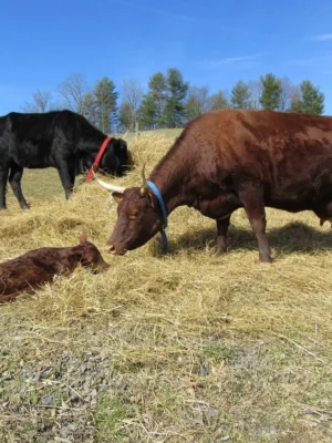 2f010d68b39dd84e23922c17e197fc8f Devon Cattle for Sale