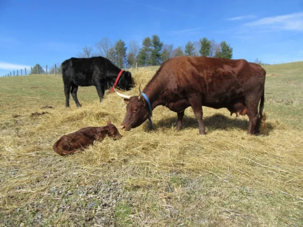 Devon Cattle for Sale