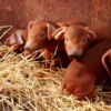 Duroc Pigs for Sale