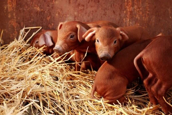 Duroc Pigs for Sale