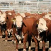 Hereford Cattle for Sale