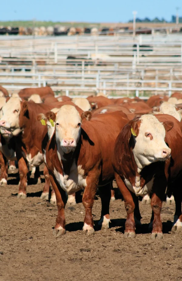 Hereford Cattle for Sale