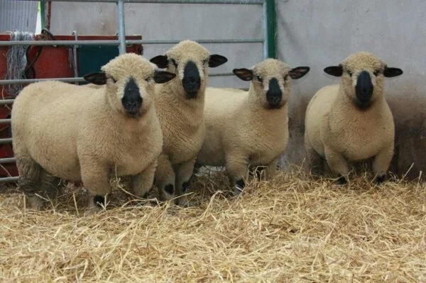 Hampshire Sheep for Sale