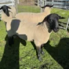 Suffolk Sheep for Sale