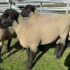 Suffolk Sheep for Sale