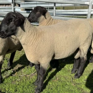 Suffolk Sheep for Sale