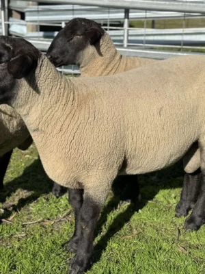 Suffolk Sheep for Sale