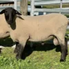 Suffolk Sheep for Sale