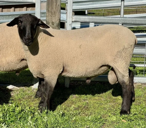 Suffolk Sheep for Sale