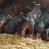Berkshire Pigs for Sale
