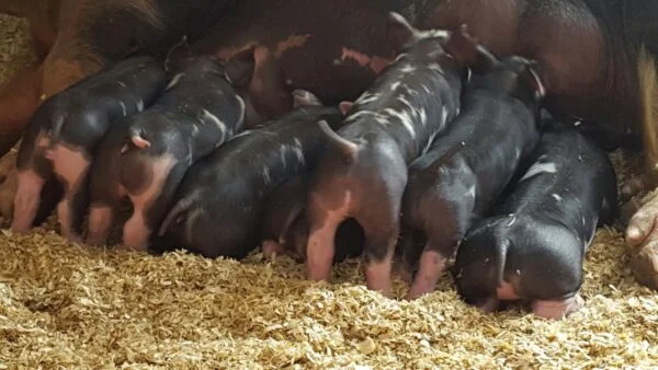 Berkshire Pigs for Sale
