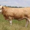 5e35103fc97f2b60fed0b016d9a65be1 Simmental Cattle for Sale