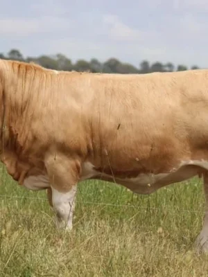 Simmental Cattle for Sale